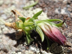 Silene acaulis subacaulescens