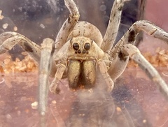 Hoggicosa