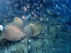 Pateobatis jenkinsii