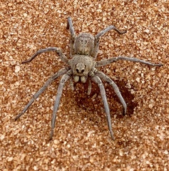 Hoggicosa