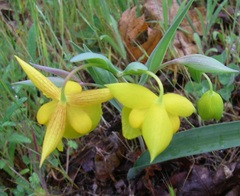 Calochortus amabilis