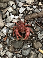 Cambarus carolinus