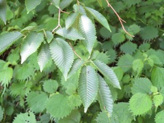 Carpinus japonica