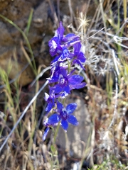 Delphinium parryi maritimum