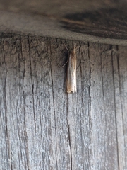 Crambus praefectellus