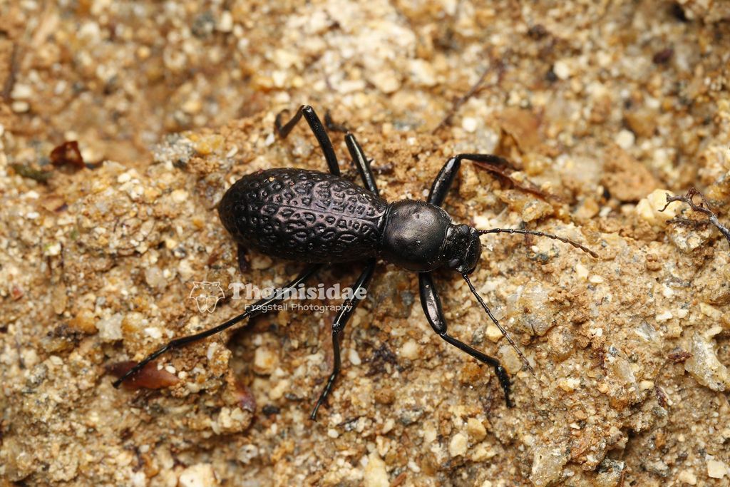 Morphostenophanes luoxiaoshanus