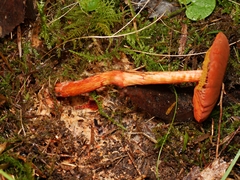 Cortinarius kula