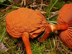 Cortinarius kula