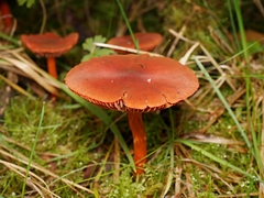 Cortinarius kula