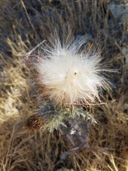 Cirsium occidentale occidentale