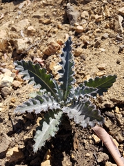 Cirsium occidentale occidentale