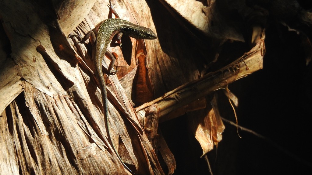 Babar Island Rainbow Skink