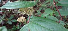 Smilax mollis