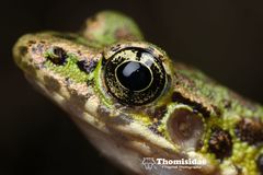 Kaochahien Frog photo 4
