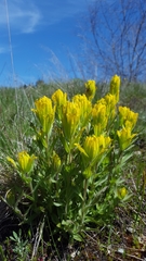 Castilleja levisecta