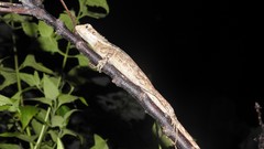 Amphibolurinae