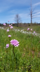 Armeria maritima