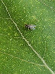 Coenosia
