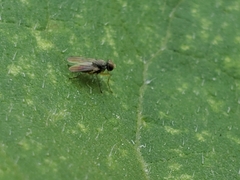 Coenosia