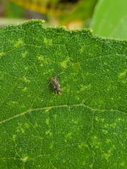 Coenosia