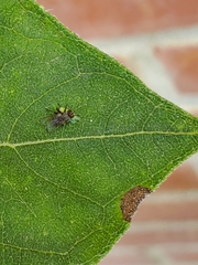 Coenosia