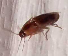 Aeolus mellillus