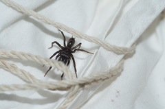Atypidae