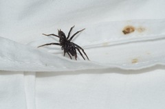 Atypidae