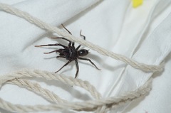 Atypidae