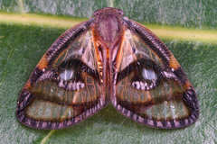 Euricania ocellus