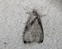 Olethreutes exoletum