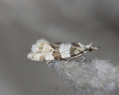 Aethes argentilimitana