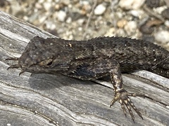 Sceloporus occidentalis