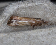 Limnephilus ornatus