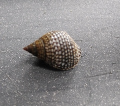 Echinolittorina aspera