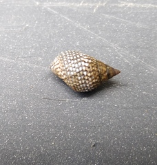 Echinolittorina aspera