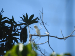 Cacatua goffiniana