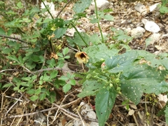 Scrophularia trifoliata