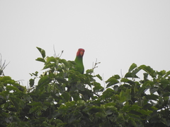 Geoffroyus geoffroyi