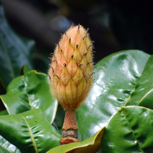 Magnolia grandiflora