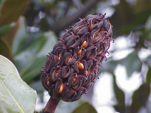 Magnolia grandiflora