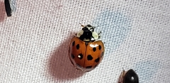 Harmonia axyridis
