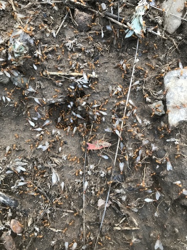 Western Citronella Ant photo 2