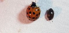 Harmonia axyridis