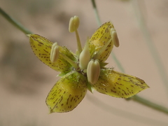 Frasera paniculata