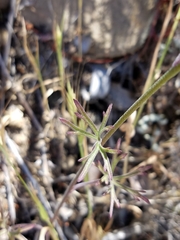 Delphinium parryi maritimum