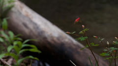 Aquilegia elegantula