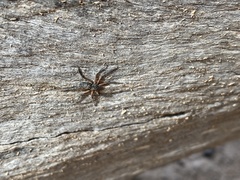Trachycosmidae