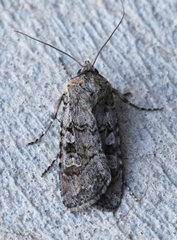 Euxoa terrenus