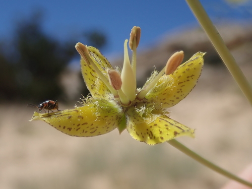 Image of Frasera paniculata by (c) Nolan Exe, some rights reserved (CC BY)